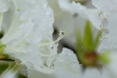 white flower 4