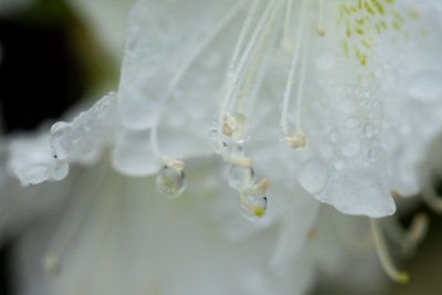 white flower 5
