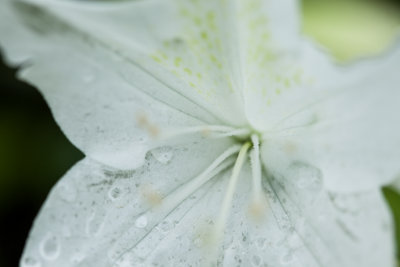 white flower 7