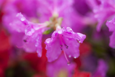 purple flower 3