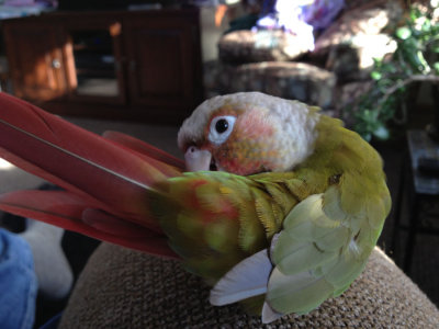 Our two Green Cheek Conures