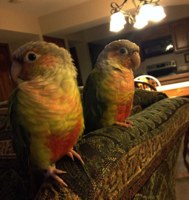 Conures-Dec2012.jpg