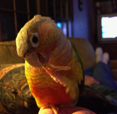 Scarlett-Dec1-2012.jpg