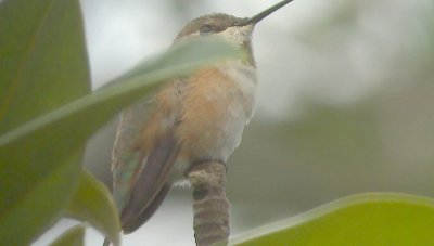 Rufous/Allen's Hummingbird