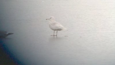 Glaucous Gull
