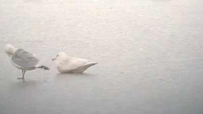 Glaucous Gull