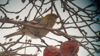 Pine Grosbeak
