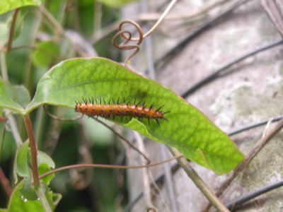 Gulf Fritillary caterpillar