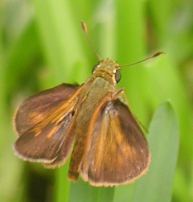 Baracoa Skipper female