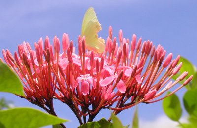 Statira Sulphur