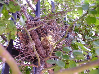 Northern Mockingbird