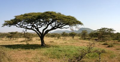 Acacia Tree, Serengeti NP, Tanzania