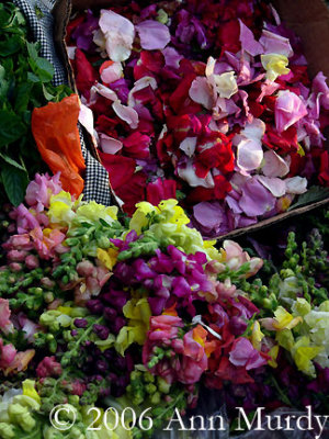 Snap Dragons and Rose Petals