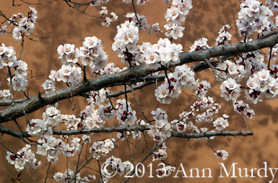 Apricot blossoms and Adobe