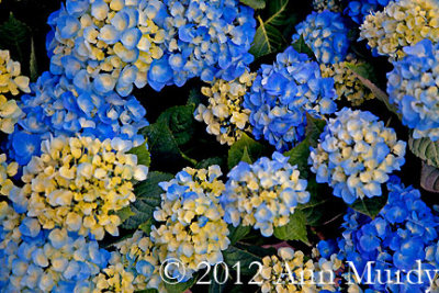 Hydrangeas