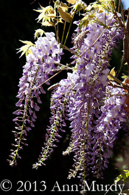 Wisteria