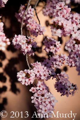Pink blossoms and shadows