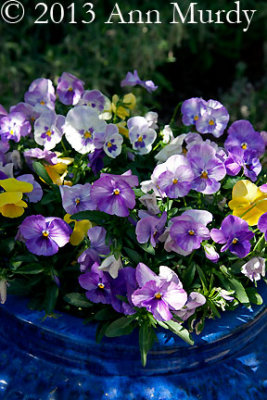 Pansies in Blue Pot