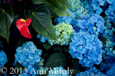 Anthurium and Hydrangeas