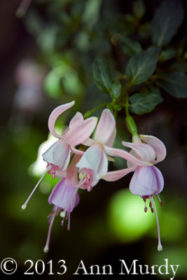 Fuchsias