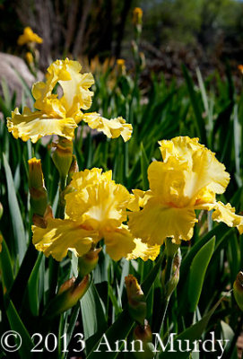 Yellow Irises