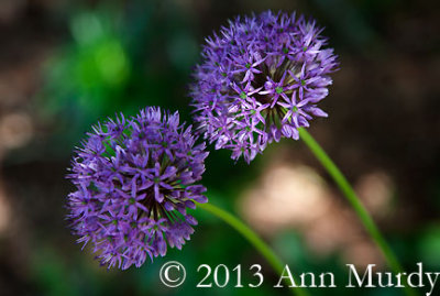 Purple Pom Poms