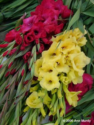 Gladiolus