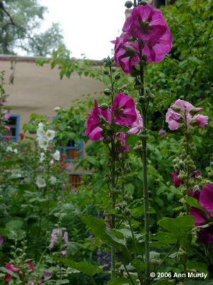 Hollyhocks at Sena Plaza