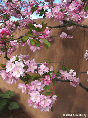 Cherry Blossoms Alameda