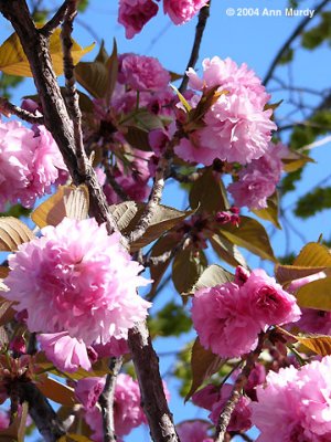 Pink Poms Poms