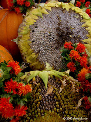 Fall Harvest