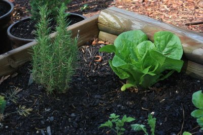 Rosemary and Lettuce.jpg