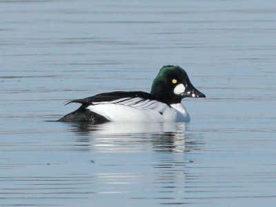 Common Goldeneye