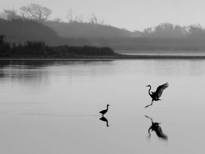 Egrets