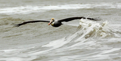 Brown Pelican