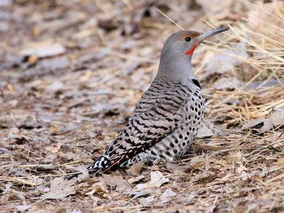 Northern Red-shafted Flicker