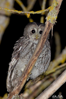 Allocco (Strix aluco)