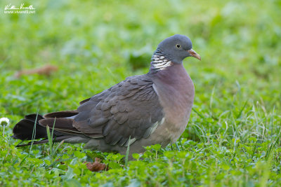 Colombaccio (Columba palumbus)