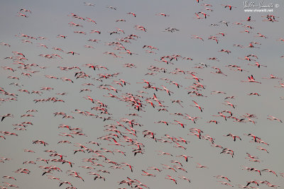 Fenicottero (Phoenicopterus roseus)