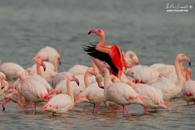 Fenicottero (Phoenicopterus roseus)