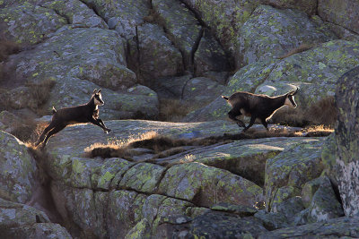 Camoscio (Rbicapra rubicapra)