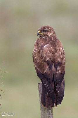 Poiana (Buteo buteo)