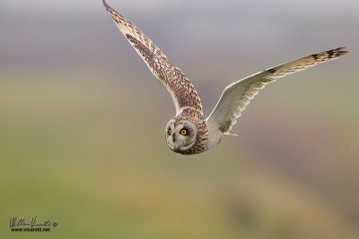 Gufo di palude (Asio flammeus)