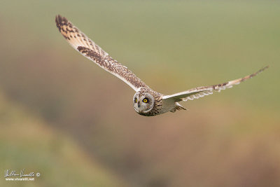 Gufo di palude (Asio flammeus)