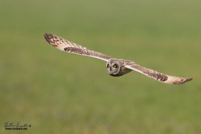 Gufo di palude (Asio flammeus)