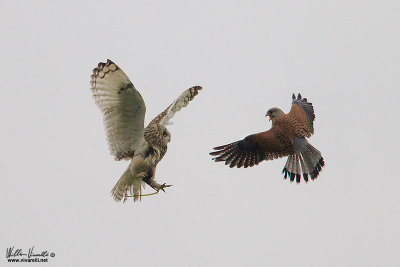 Gufo di palude (Asio flammeus) Gheppio (Falco tinnunculus)