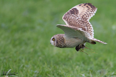 Gufo di palude (Asio flammeus)