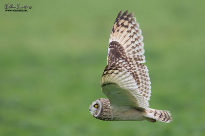 Gufo di palude (Asio flammeus)