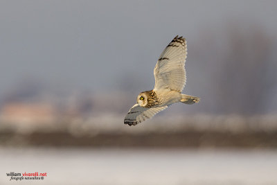 Gufo di palude (Asio flammeus)