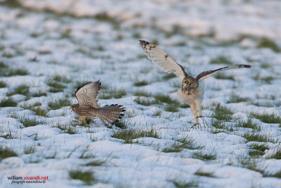 Gufo di palude (Asio flammeus) Gheppio (Falco tinnunculus)